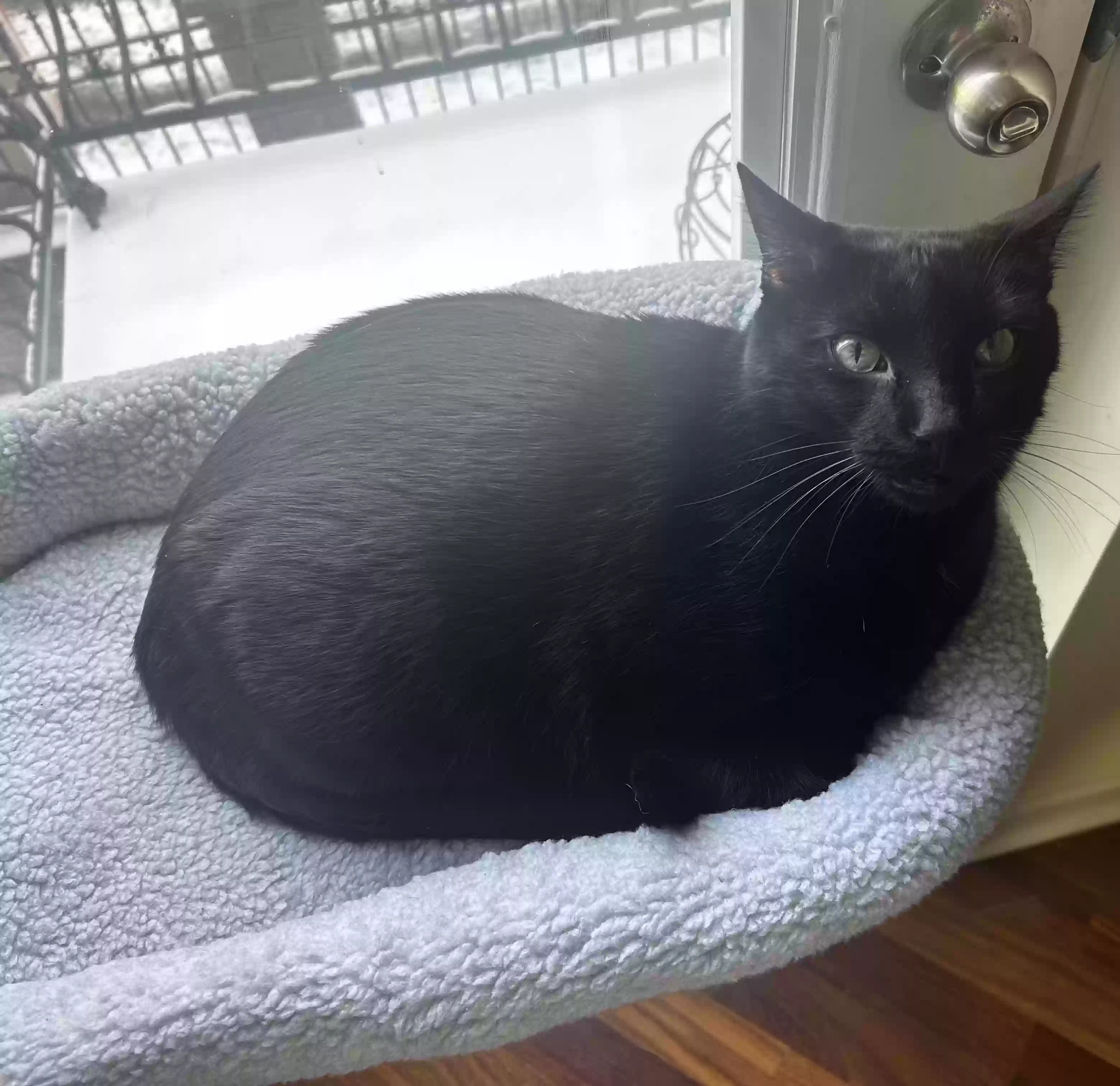 adoptable Cat in Chicago,IL named Nicholas